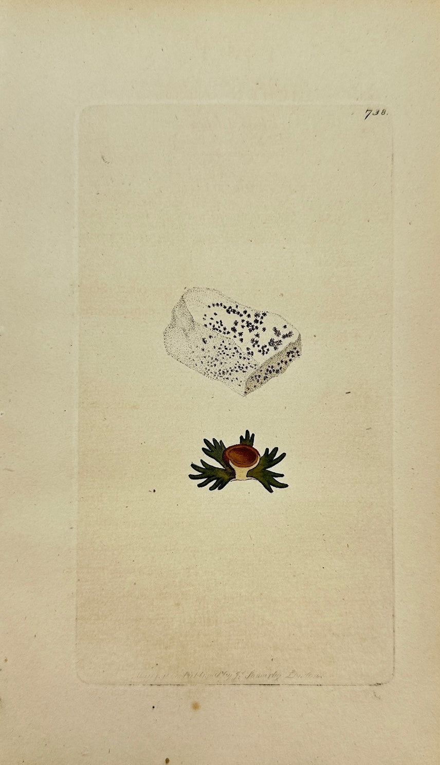 Antique Print - James Sowerby - Lichen Cretaceus - Cretaceous Lichen - F1