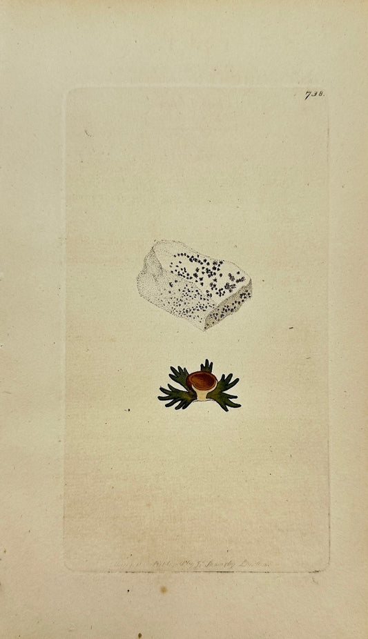 Antique Print - James Sowerby - Lichen Cretaceus - Cretaceous Lichen - F1