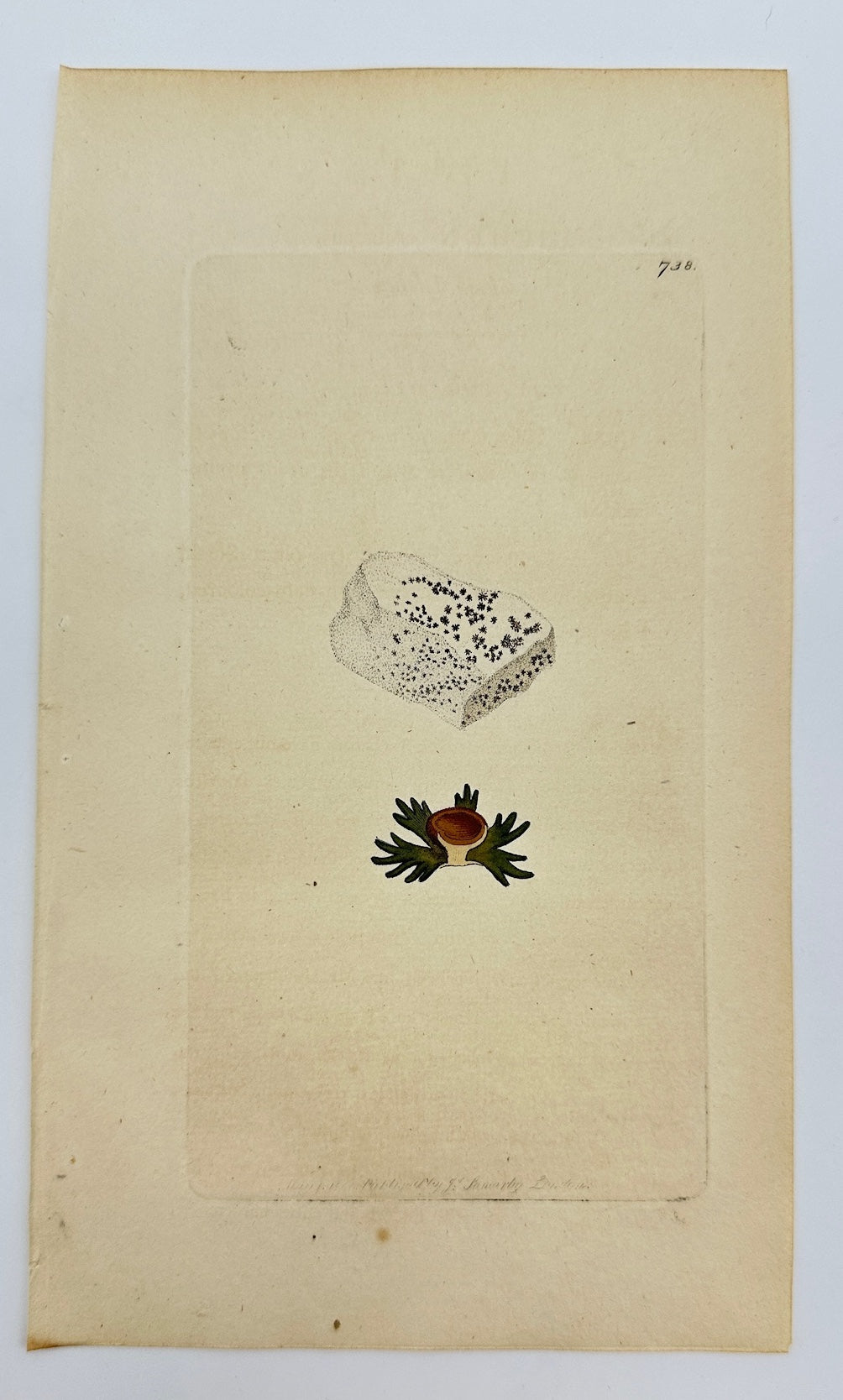 Antique Print - James Sowerby - Lichen Cretaceus - Cretaceous Lichen - F1