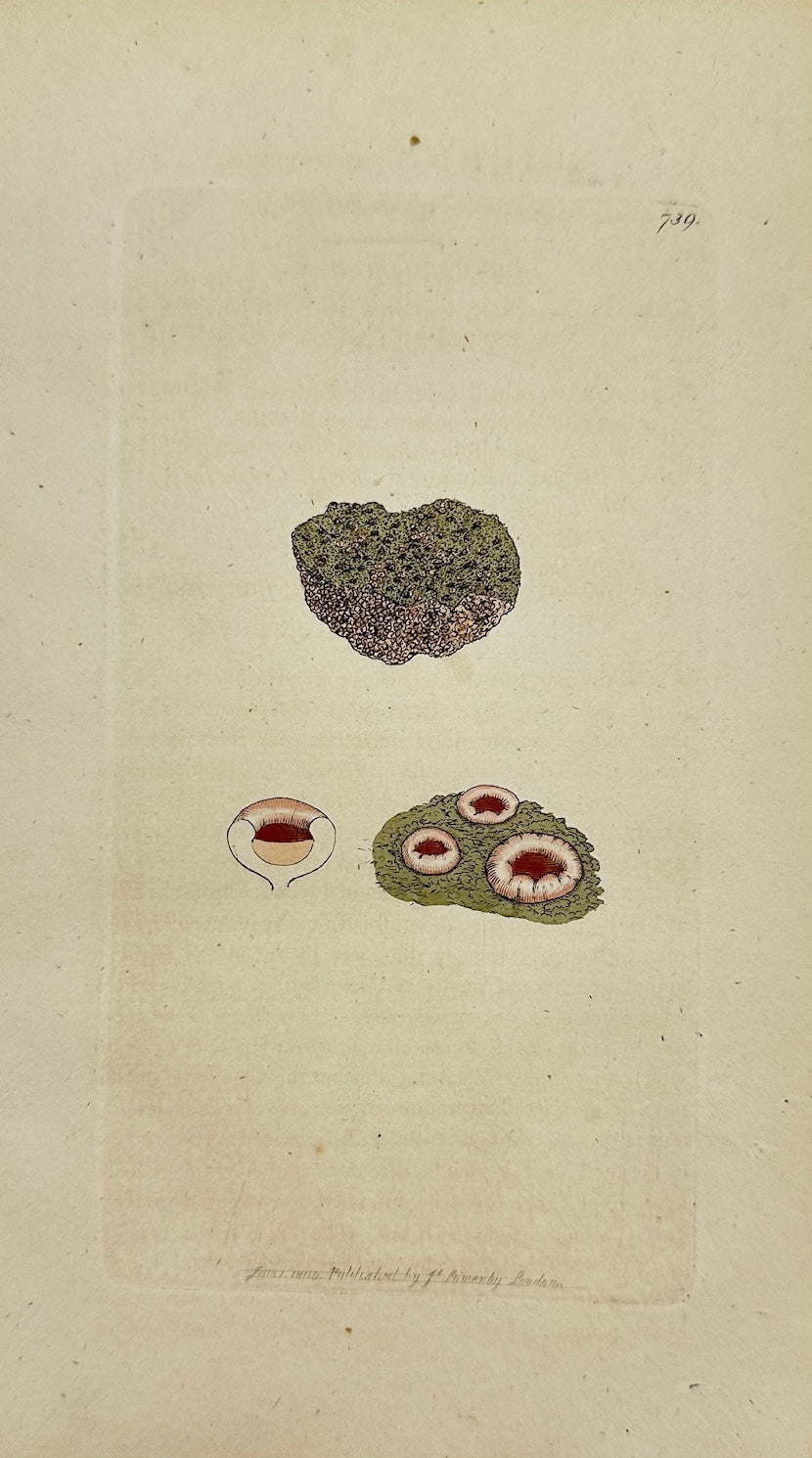 Antique Botanical Print - James Sowerby - Lichen Marmoreus - Marble Lichen - F1