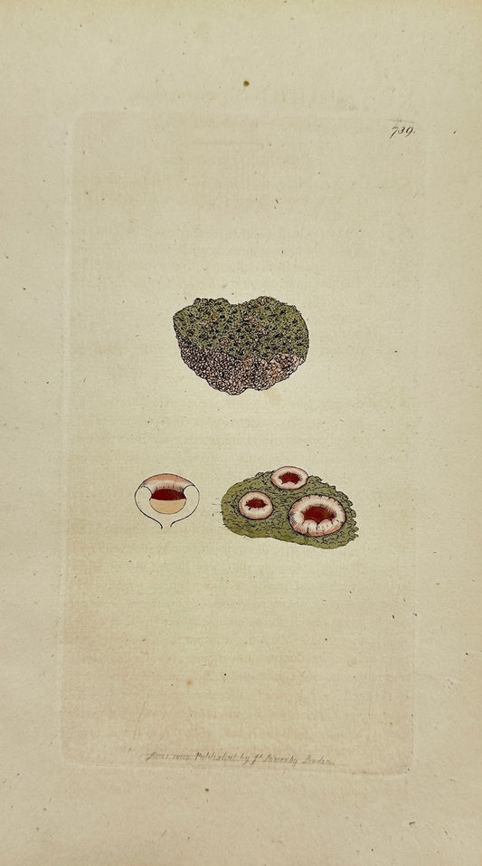 Antique Botanical Print - James Sowerby - Lichen Marmoreus - Marble Lichen - F1