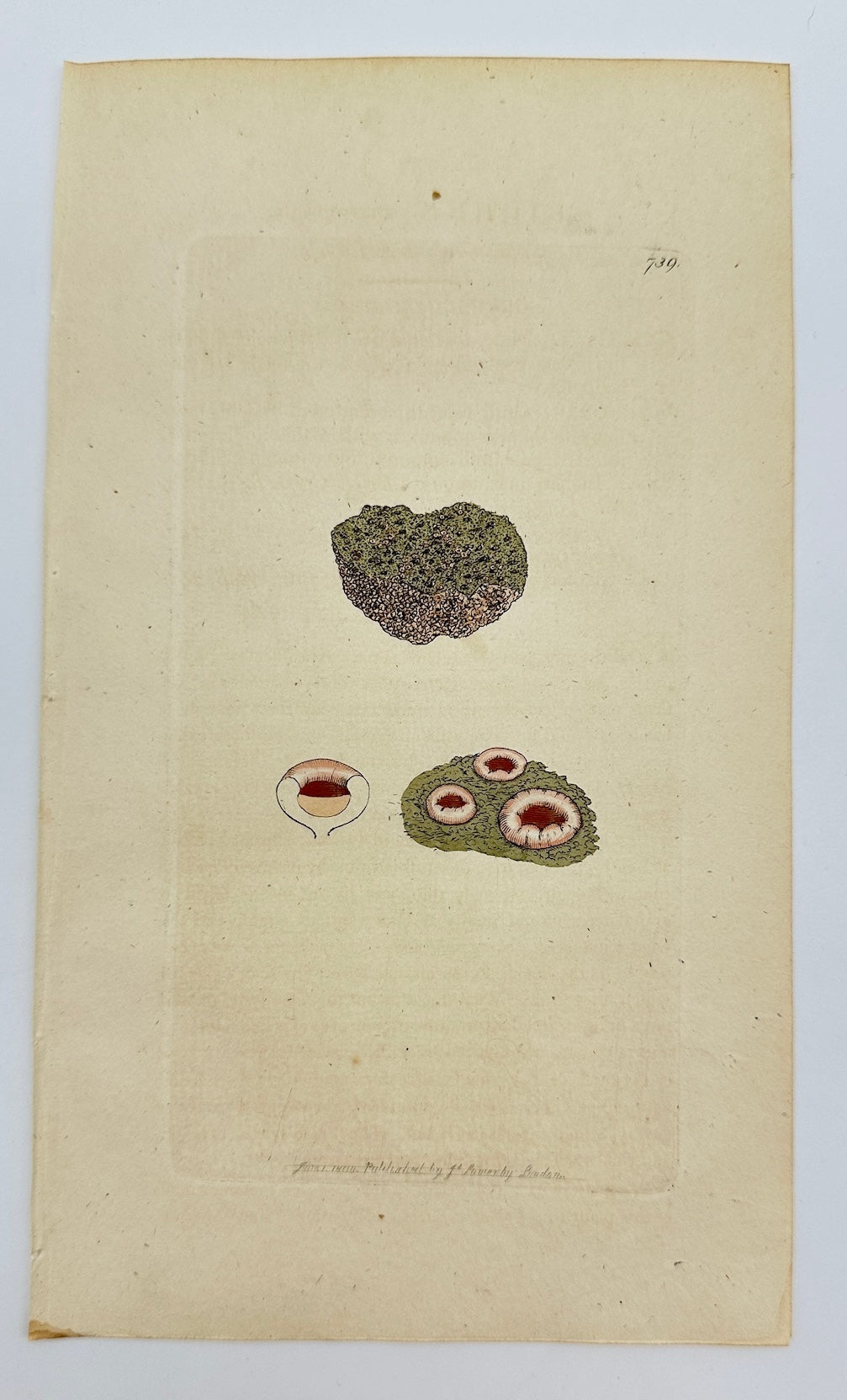 Antique Botanical Print - James Sowerby - Lichen Marmoreus - Marble Lichen - F1