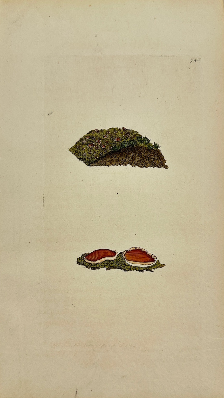 Antique Botanical Print - James Sowerby - Lichen Hypnorum - Moss Lichen - F1
