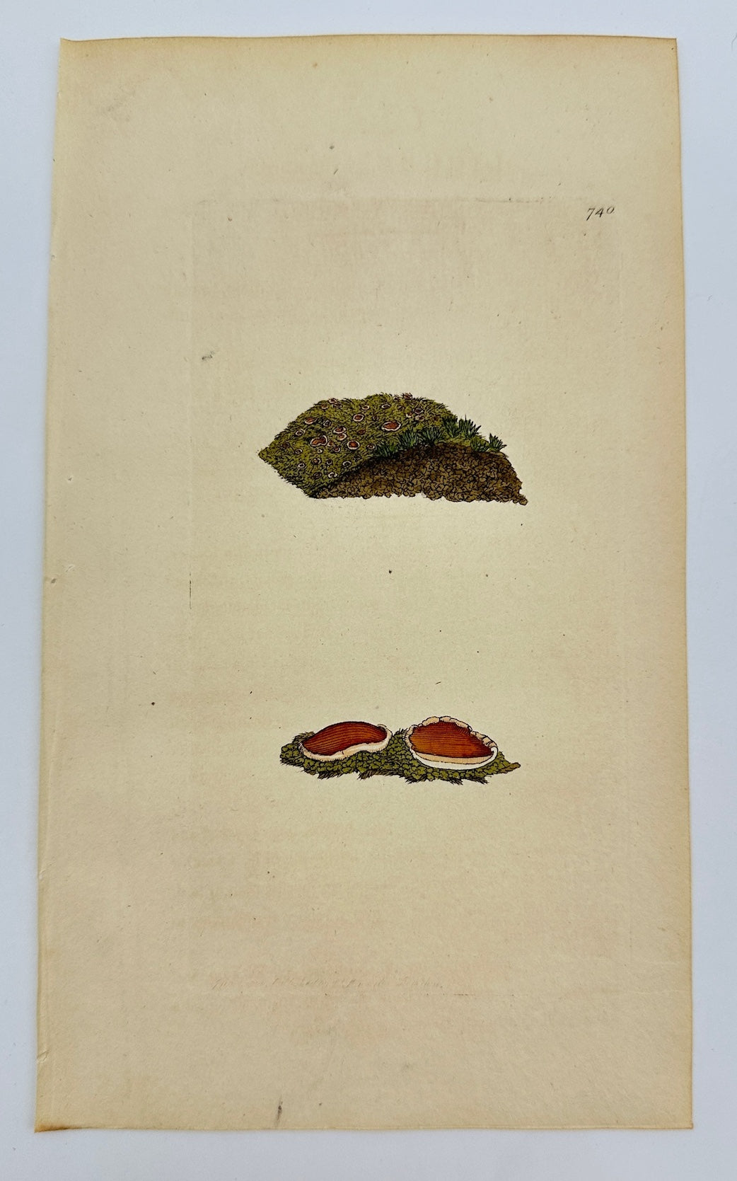 Antique Botanical Print - James Sowerby - Lichen Hypnorum - Moss Lichen - F1