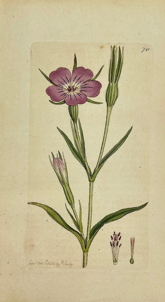 Antique Botanical Print - James Sowerby - Agrostemma Githago - Corncockle - F1