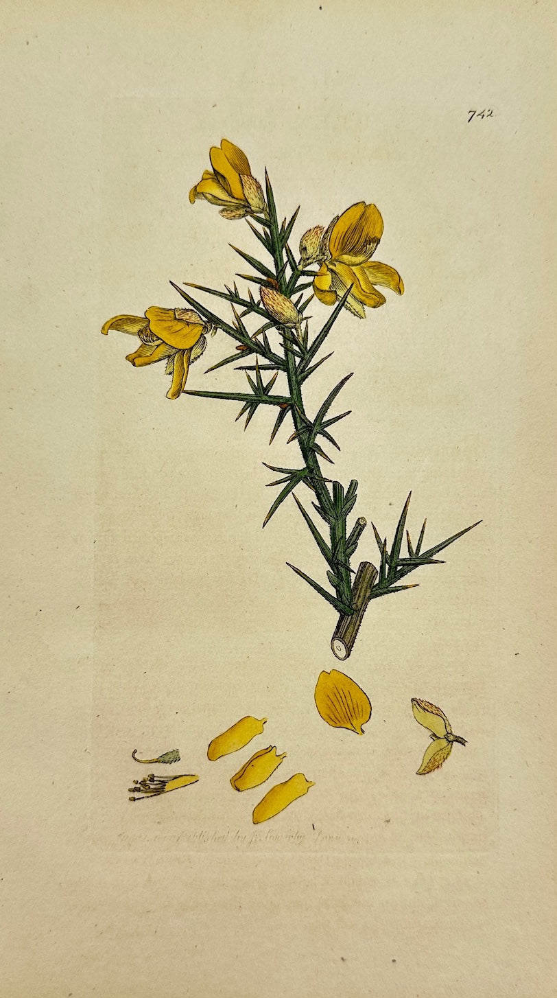 Antique Botanical Print - James Sowerby - Ulex Europaeus - Gorse - F1