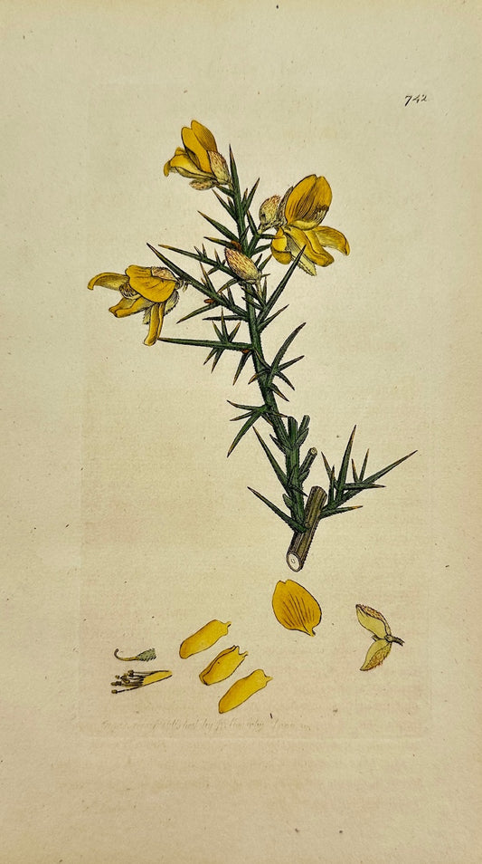 Antique Botanical Print - James Sowerby - Ulex Europaeus - Gorse - F1