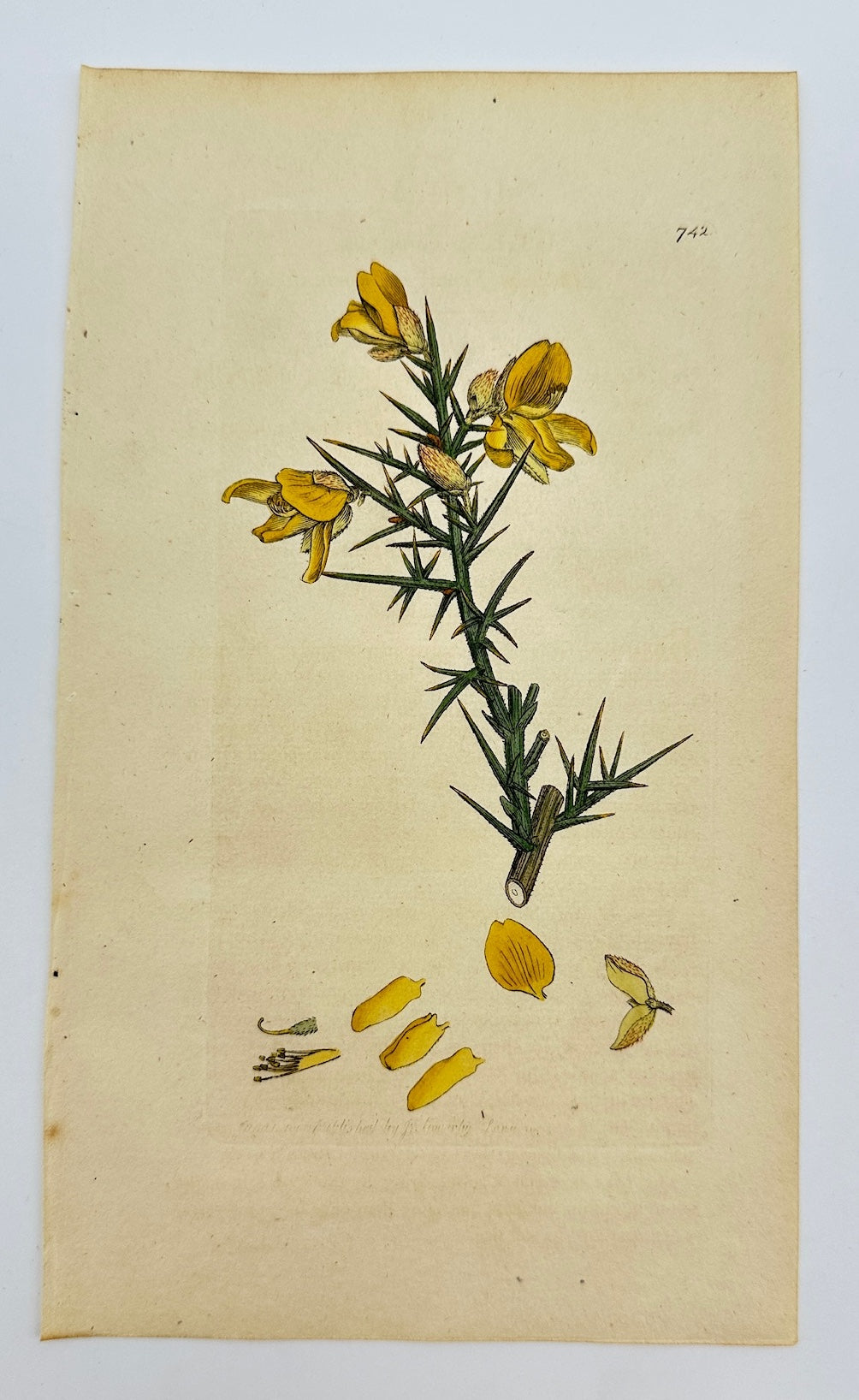 Antique Botanical Print - James Sowerby - Ulex Europaeus - Gorse - F1