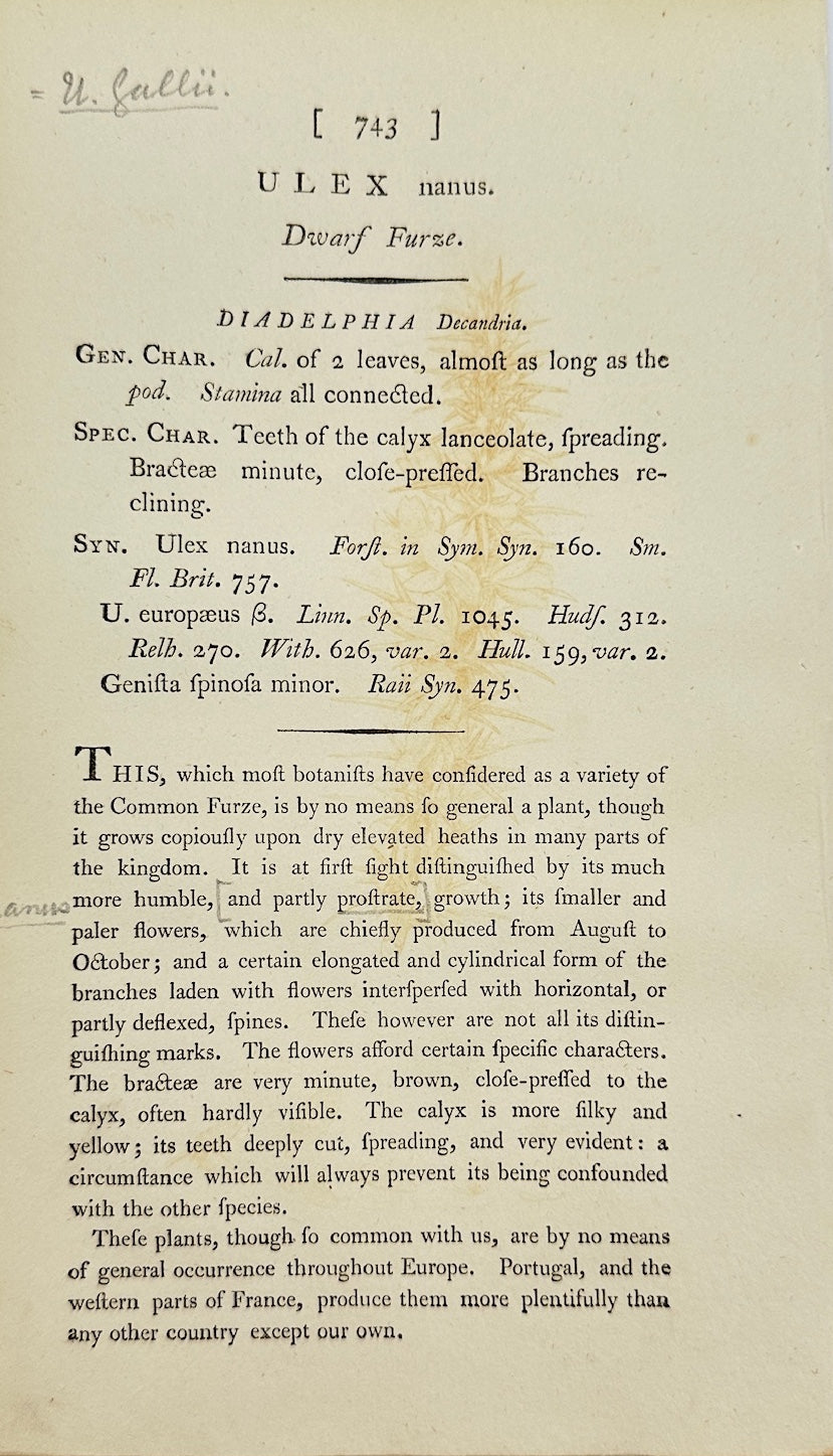 Antique Botanical Print - James Sowerby - Ulex Nanus - Dwarf Furze - F1