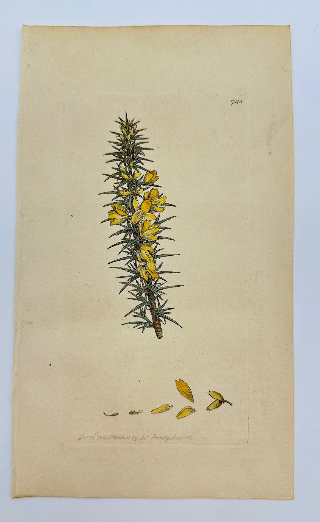 Antique Botanical Print - James Sowerby - Ulex Nanus - Dwarf Furze - F1