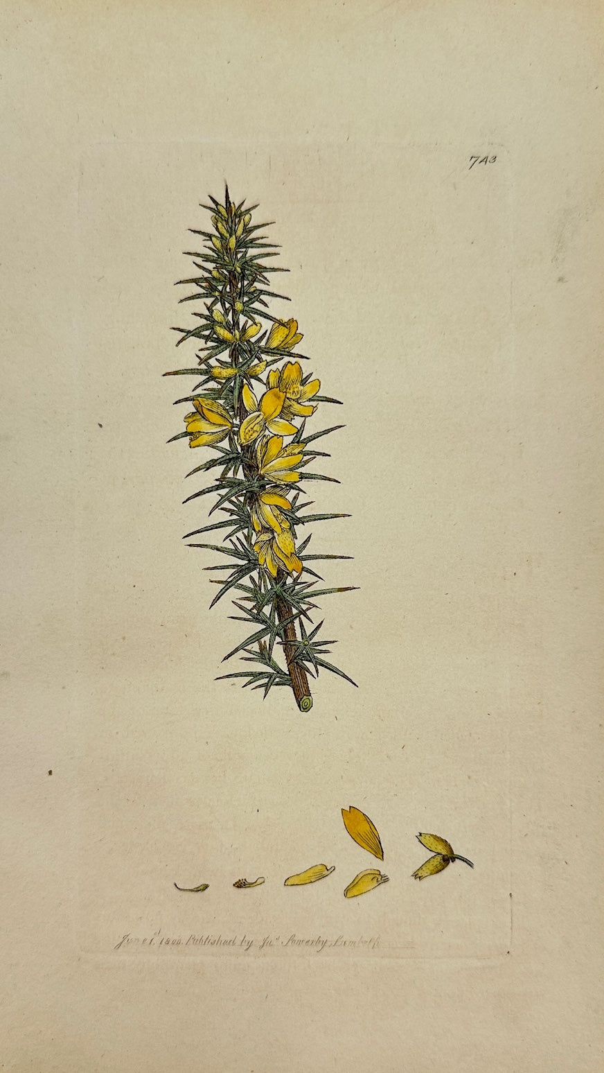 Antique Botanical Print - James Sowerby - Ulex Nanus - Dwarf Furze - F1