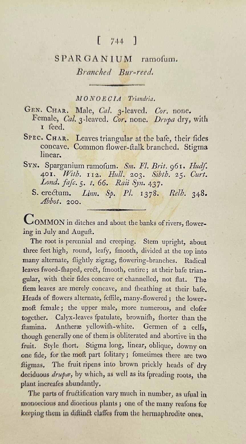 Antique Print - James Sowerby - Sparganium Ramossum - Branching Bur-reed - F1