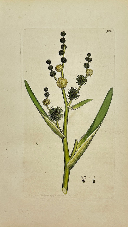Antique Print - James Sowerby - Sparganium Ramossum - Branching Bur-reed - F1