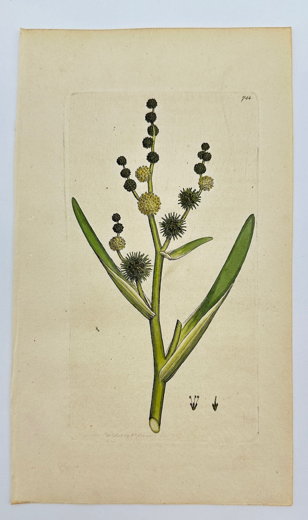Antique Print - James Sowerby - Sparganium Ramossum - Branching Bur-reed - F1
