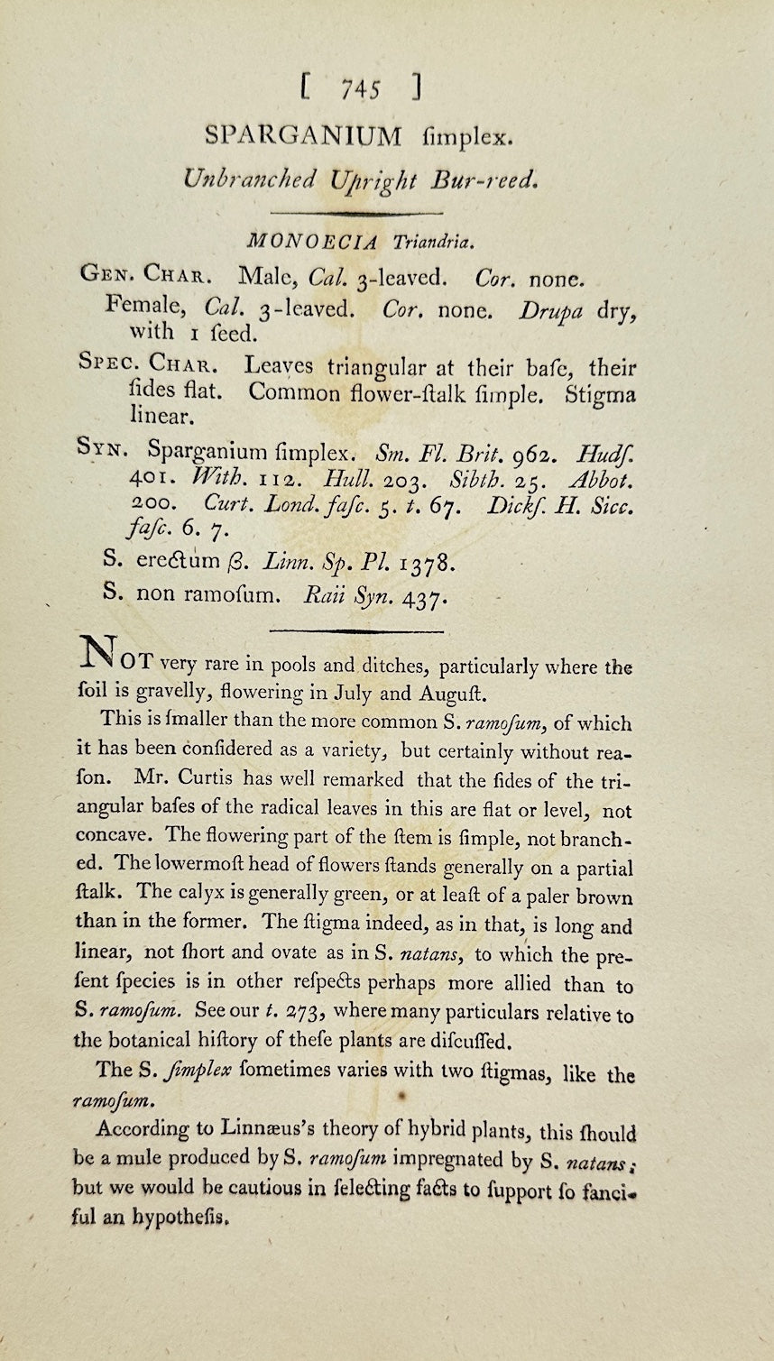 Antique Print - James Sowerby - Sparganium Simplex - Simple Bur-reed - F1