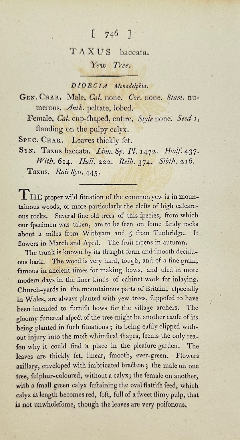Antique Botanical Print - James Sowerby - Taxus Baccata - European Yew - F1