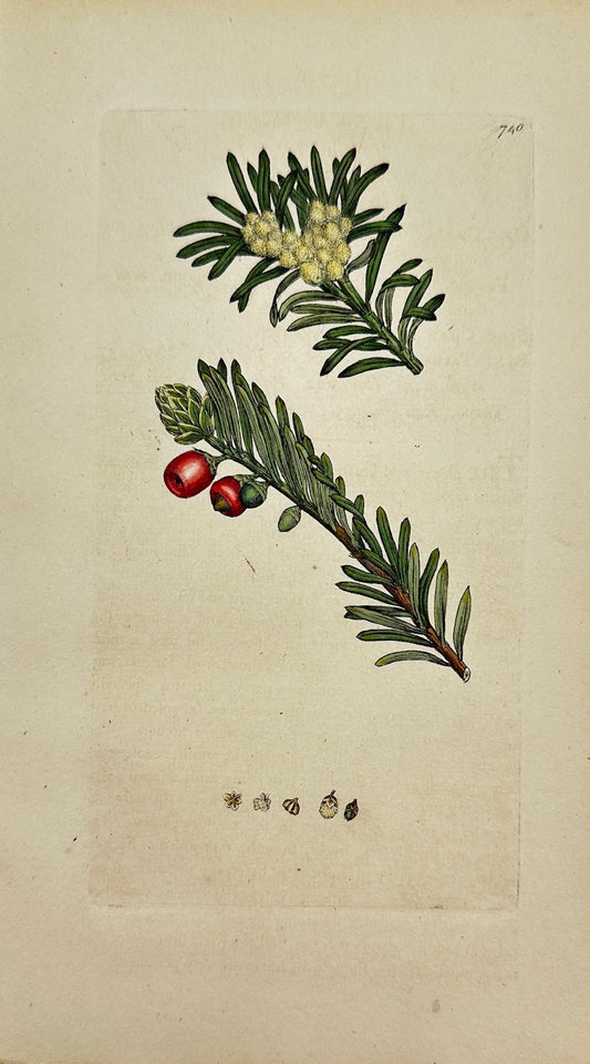 Antique Botanical Print - James Sowerby - Taxus Baccata - European Yew - F1