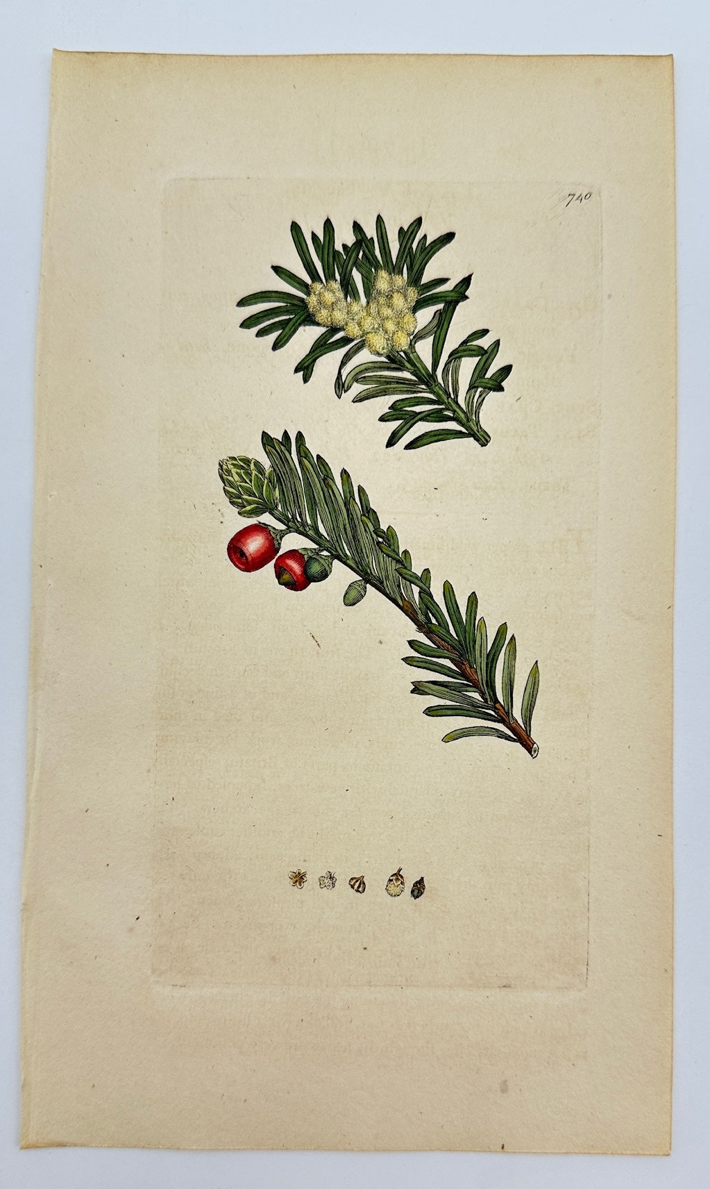 Antique Botanical Print - James Sowerby - Taxus Baccata - European Yew - F1