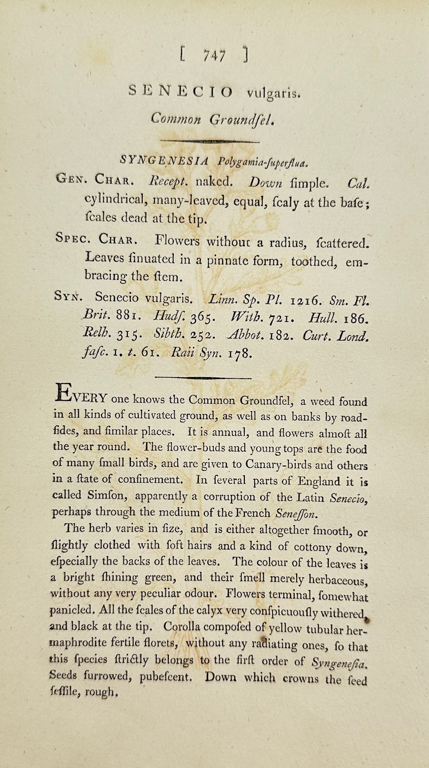 Antique Botanical Print - James Sowerby - Senecio Vulgaris - Groundsel - F1
