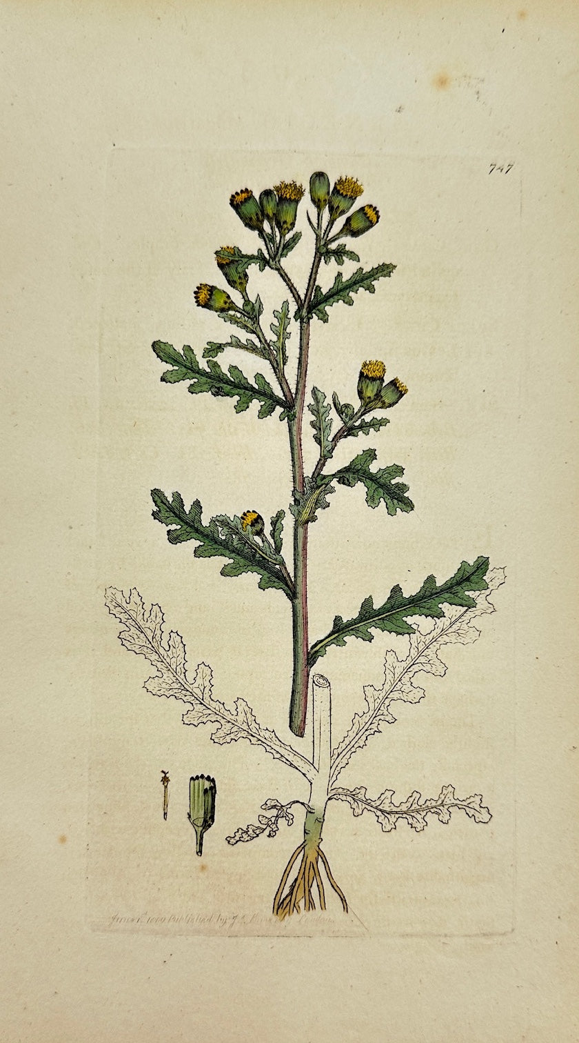 Antique Botanical Print - James Sowerby - Senecio Vulgaris - Groundsel - F1