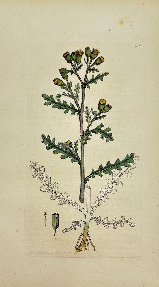 Antique Botanical Print - James Sowerby - Senecio Vulgaris - Groundsel - F1