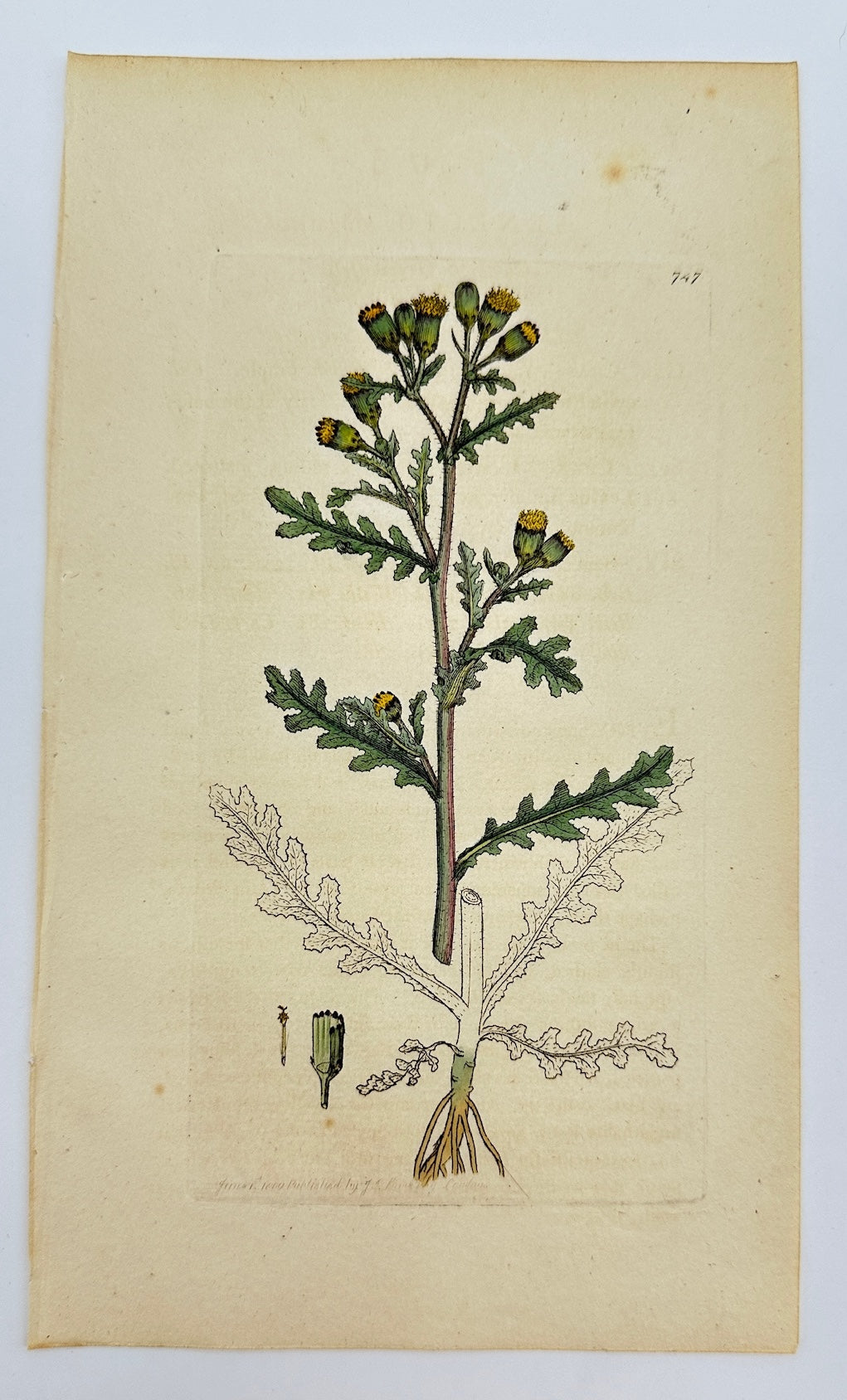 Antique Botanical Print - James Sowerby - Senecio Vulgaris - Groundsel - F1