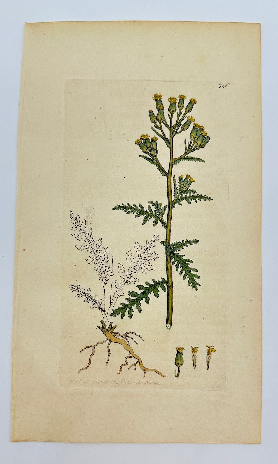 Antique Print - James Sowerby - Senecio Sylvaticus - Wood Groundsel - F1