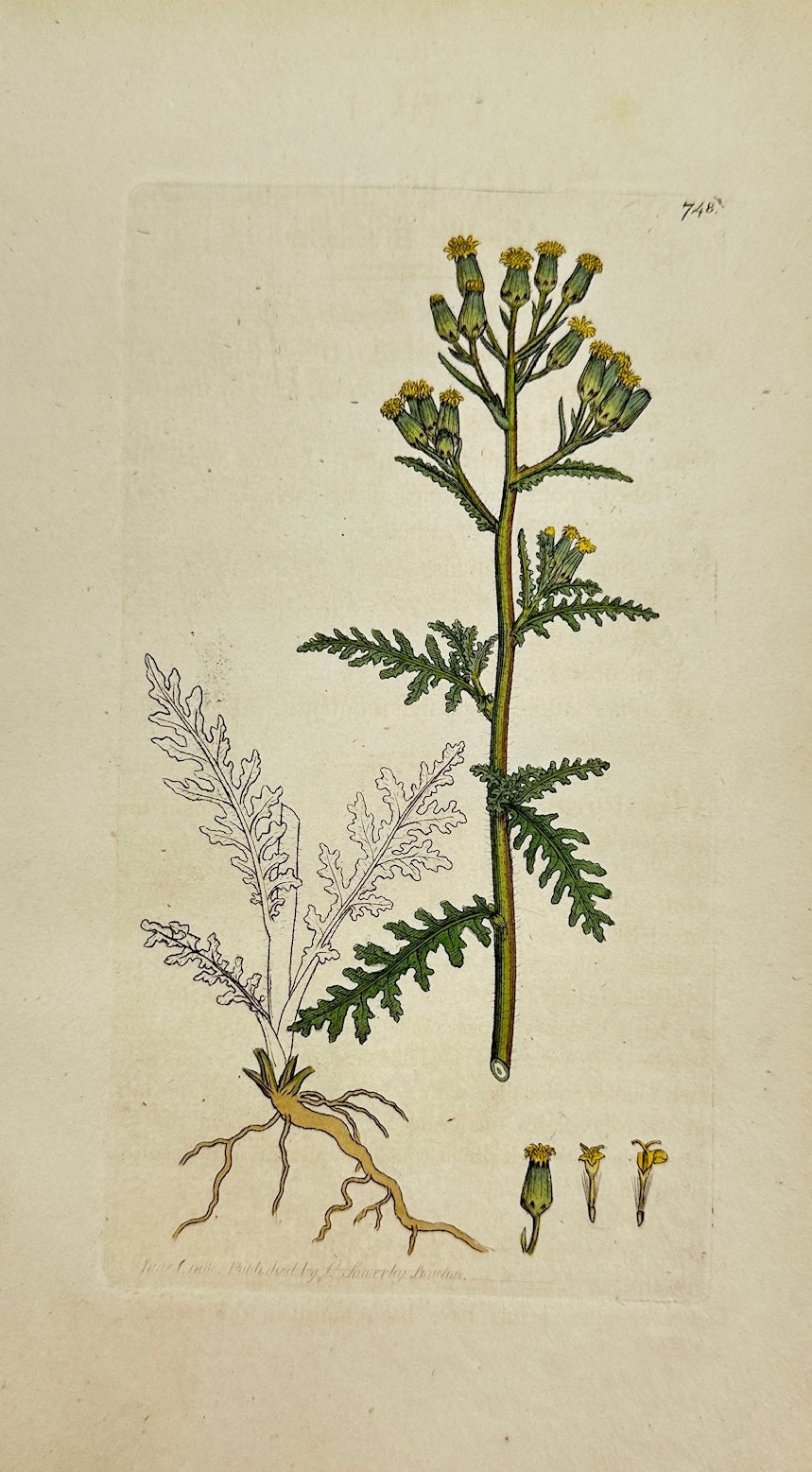 Antique Print - James Sowerby - Senecio Sylvaticus - Wood Groundsel - F1