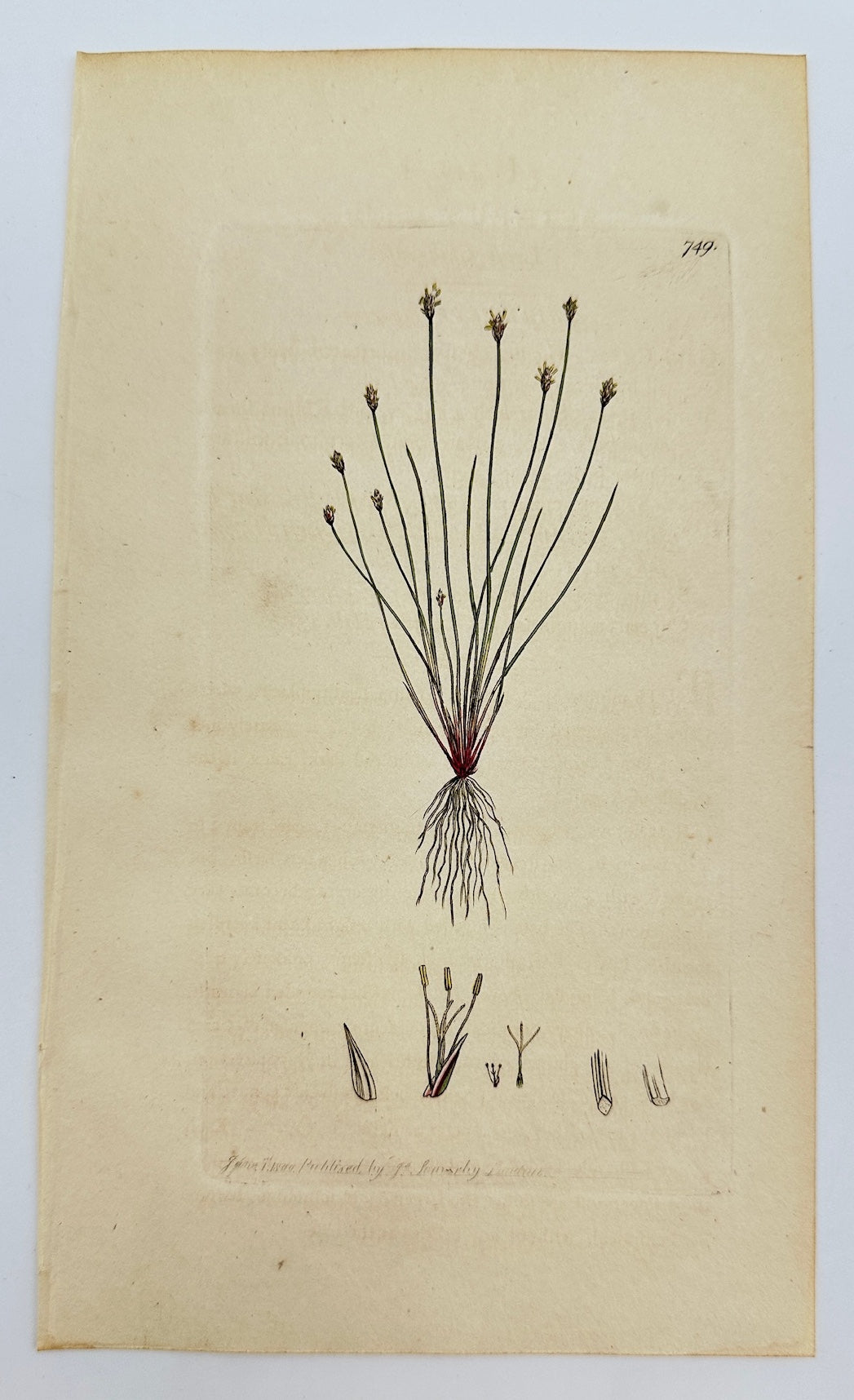 Antique Print - James Sowerby - Scirpus Acicularis - Needle Spike-rush - F1