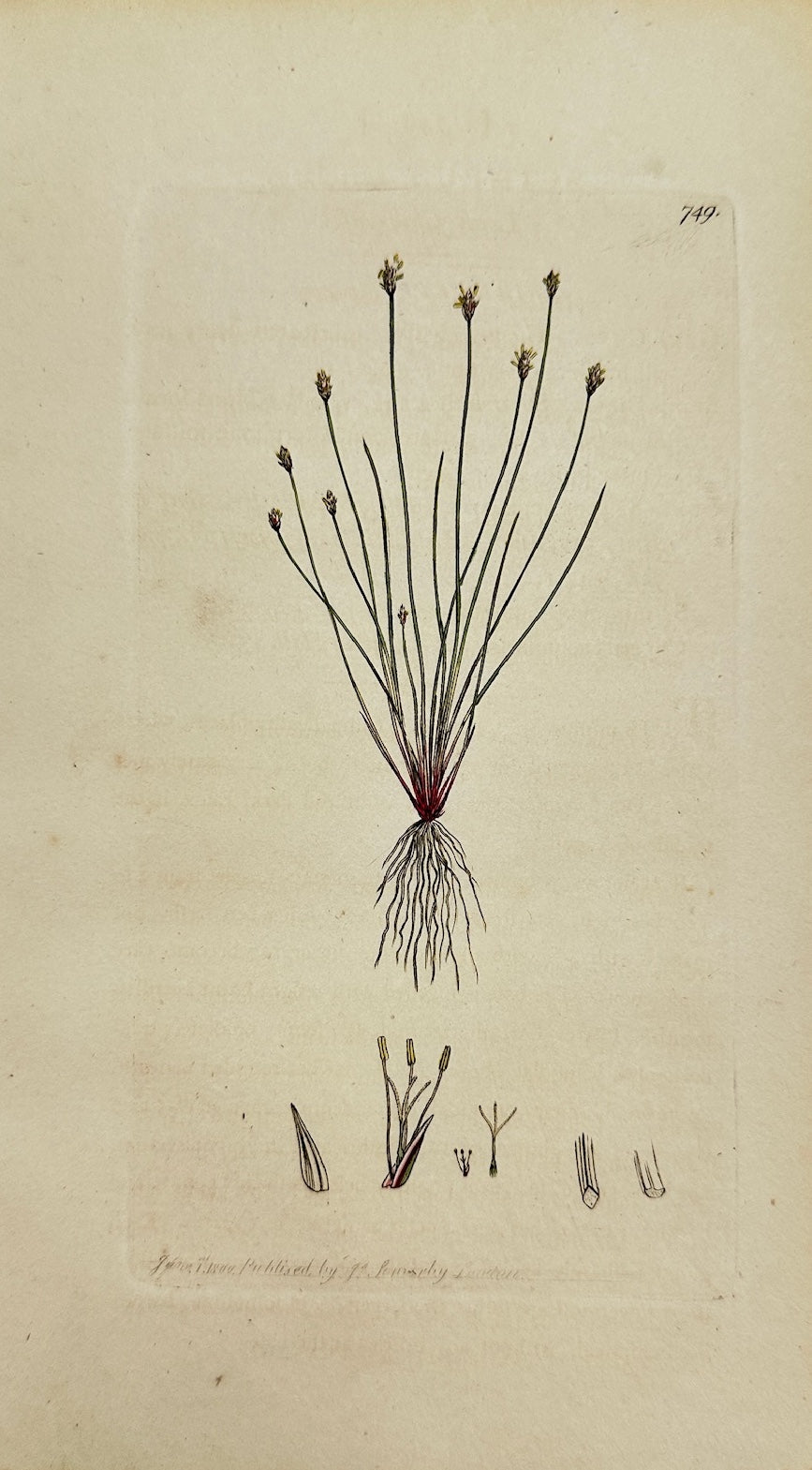 Antique Print - James Sowerby - Scirpus Acicularis - Needle Spike-rush - F1
