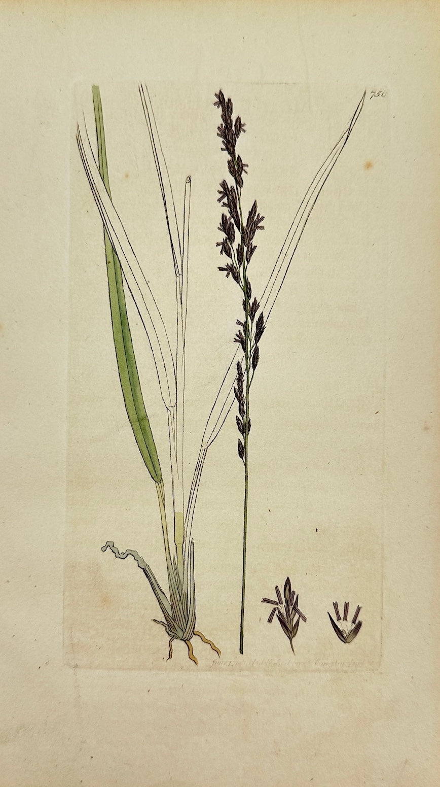 Antique Botanical Print - James Sowerby - Melica Caerulea - Blue Melic - F1