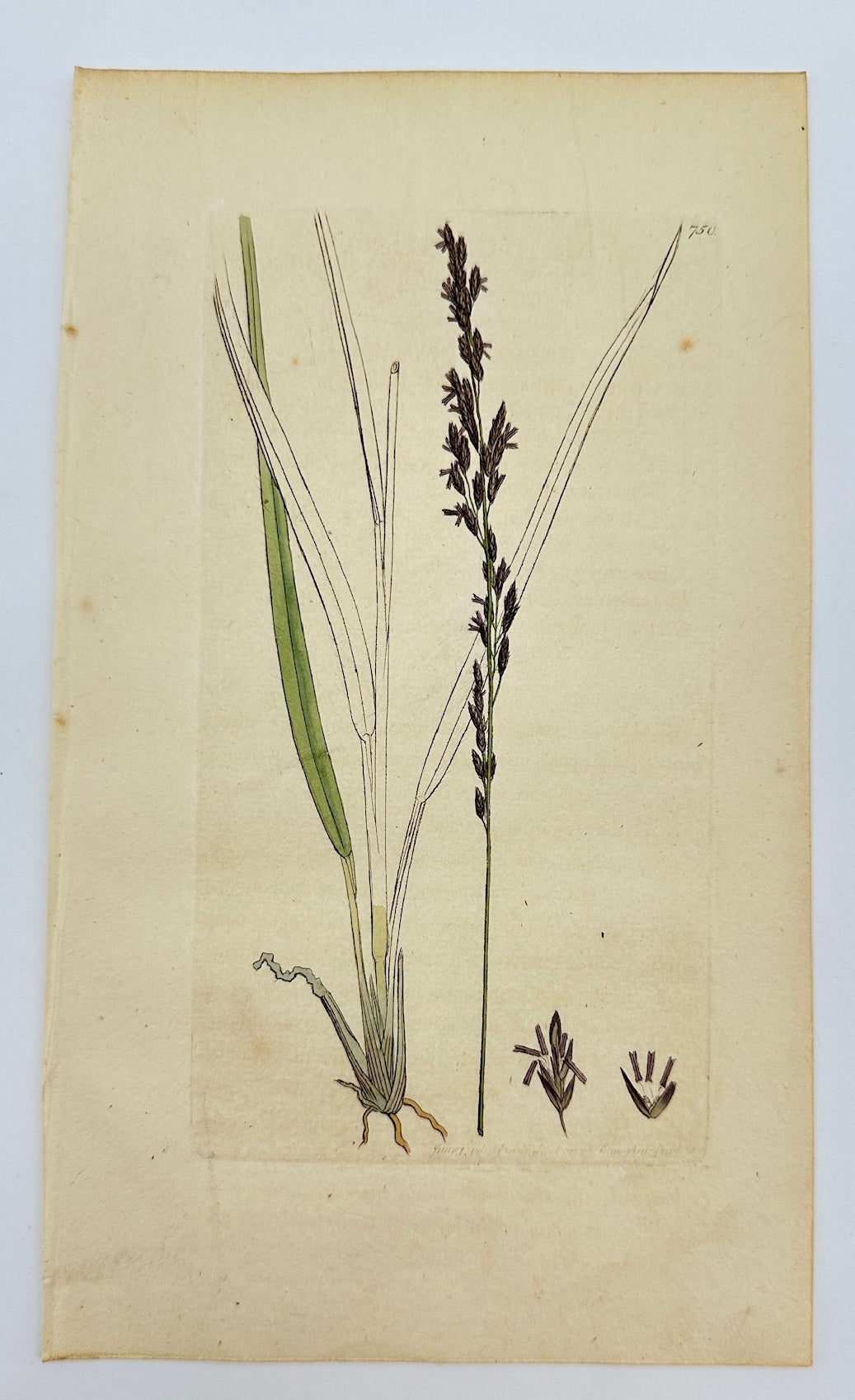 Antique Botanical Print - James Sowerby - Melica Caerulea - Blue Melic - F1