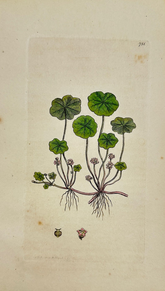 Antique Print - James Sowerby - Hydrocotyle Vulgaris - Common Pennywort - F1