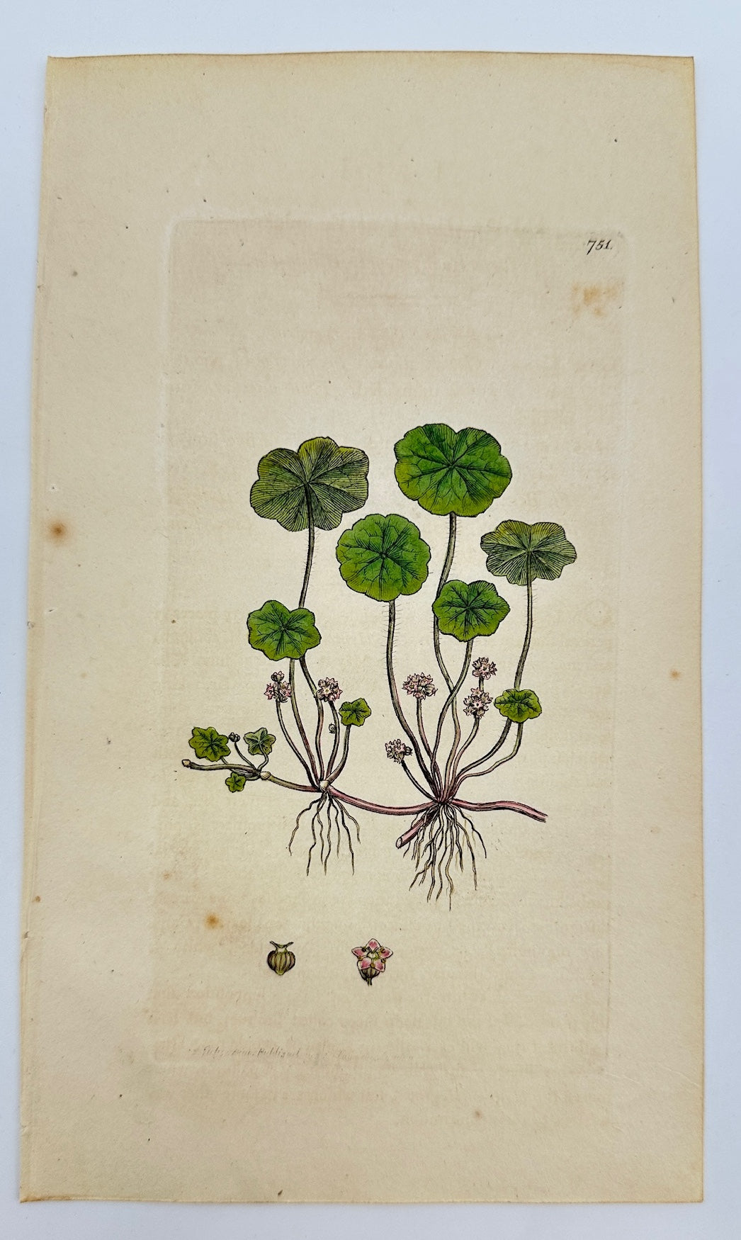 Antique Print - James Sowerby - Hydrocotyle Vulgaris - Common Pennywort - F1