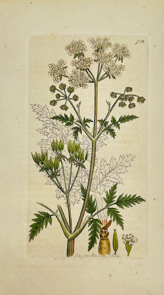 Antique Print - Sowerby - Chaerophyllum Sylvestre - Wood Cow Parsnip - F1