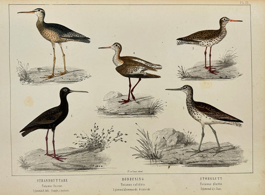 Antique Bird Print - Ruddy Turnstone, Red Knot, Eurasian Oystercatcher - F2