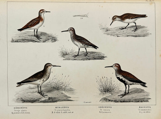 Antique Bird Print - Common Snipe, Wood Sandpiper, Little Stint - F2