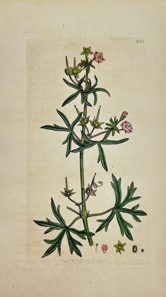 Antique Print - Sowerby - Geranium Dissectum - Cut-leaved Cranesbill - F1