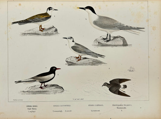 Antique Bird Print - Peter Akerlund - Sandwich Tern, Common Shearwater - F2