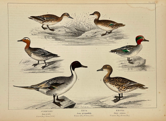 Antique Bird Print - Peter Akerlund - Ducks: Gadwall, Eider, Teal - F2