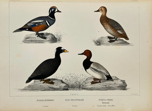 Antique Bird Print - Harlequin Duck, Spectacled Eider, Common Pochard - F2