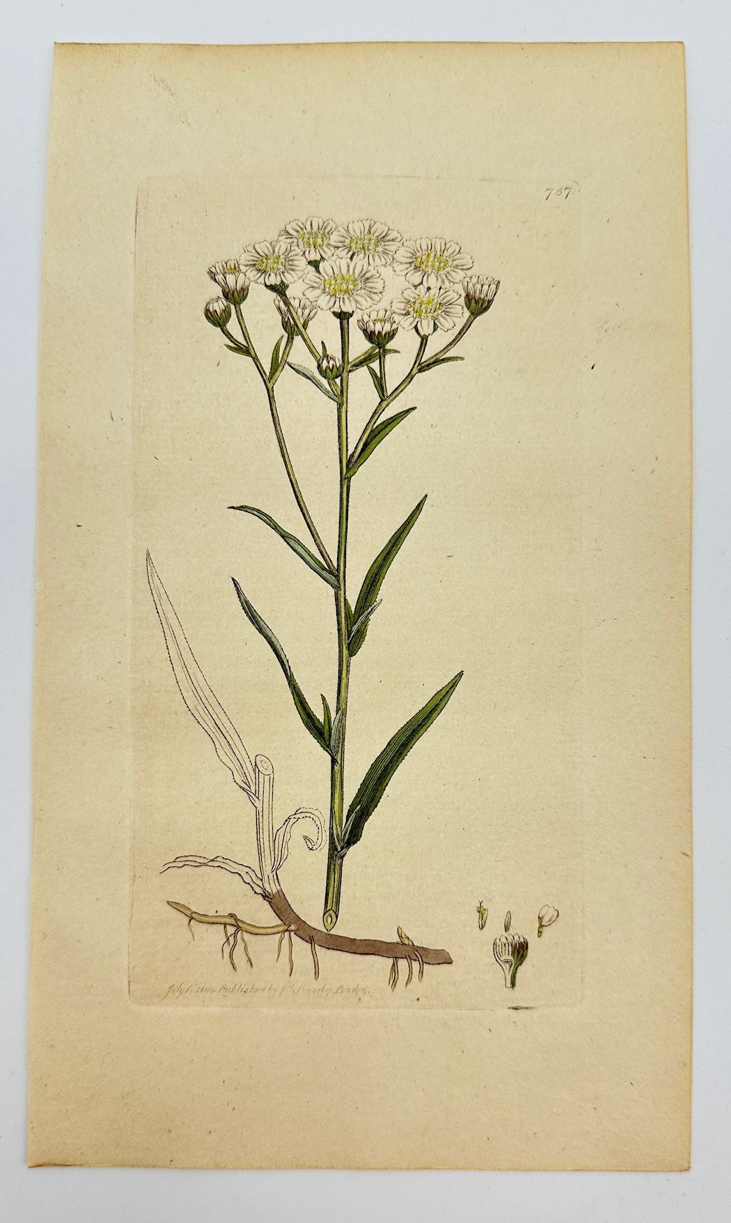 Antique Botanical Print - James Sowerby - Achillea Ptarmica - Sneezewort - F1
