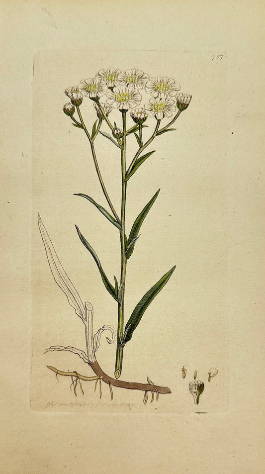 Antique Botanical Print - James Sowerby - Achillea Ptarmica - Sneezewort - F1