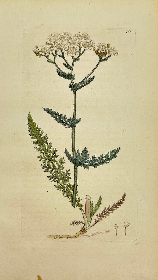 Antique Botanical Print - James Sowerby - Achillea Millefolium - Yarrow - F1