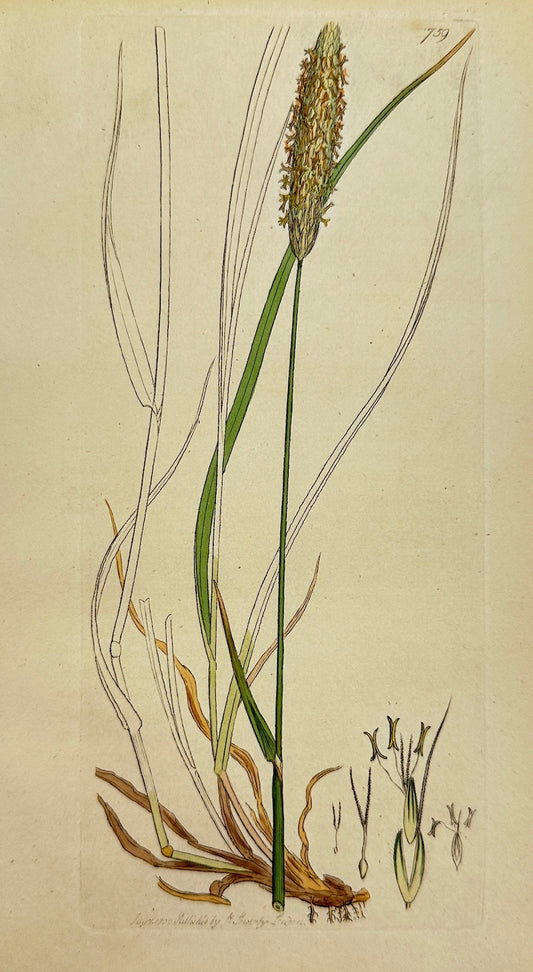 Antique Print - James Sowerby - Alopecurus Pratensis - Meadow Foxtail - F1