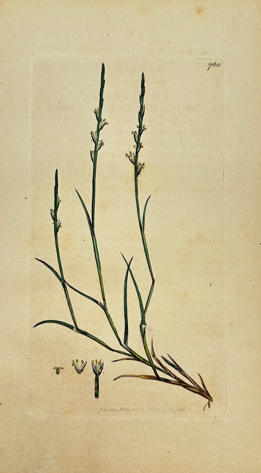 Antique Print - James Sowerby - Rotbollia Incurvata - Curved Rotbollia - F1