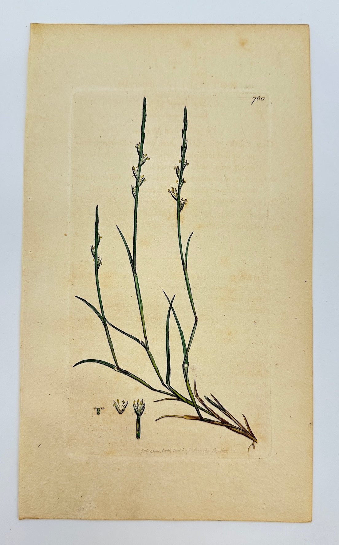 Antique Print - James Sowerby - Rotbollia Incurvata - Curved Rotbollia - F1