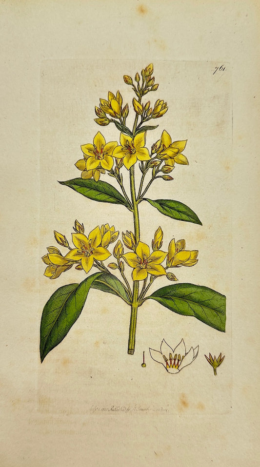 Antique Print - James Sowerby - Lysimachia Vulgaris - Yellow Loosestrife - F1