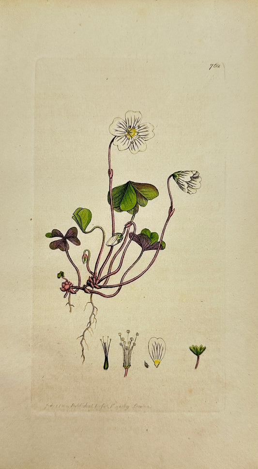 Antique Botanical Print - James Sowerby - Oxalis Acetosella - Wood Sorrel - F1