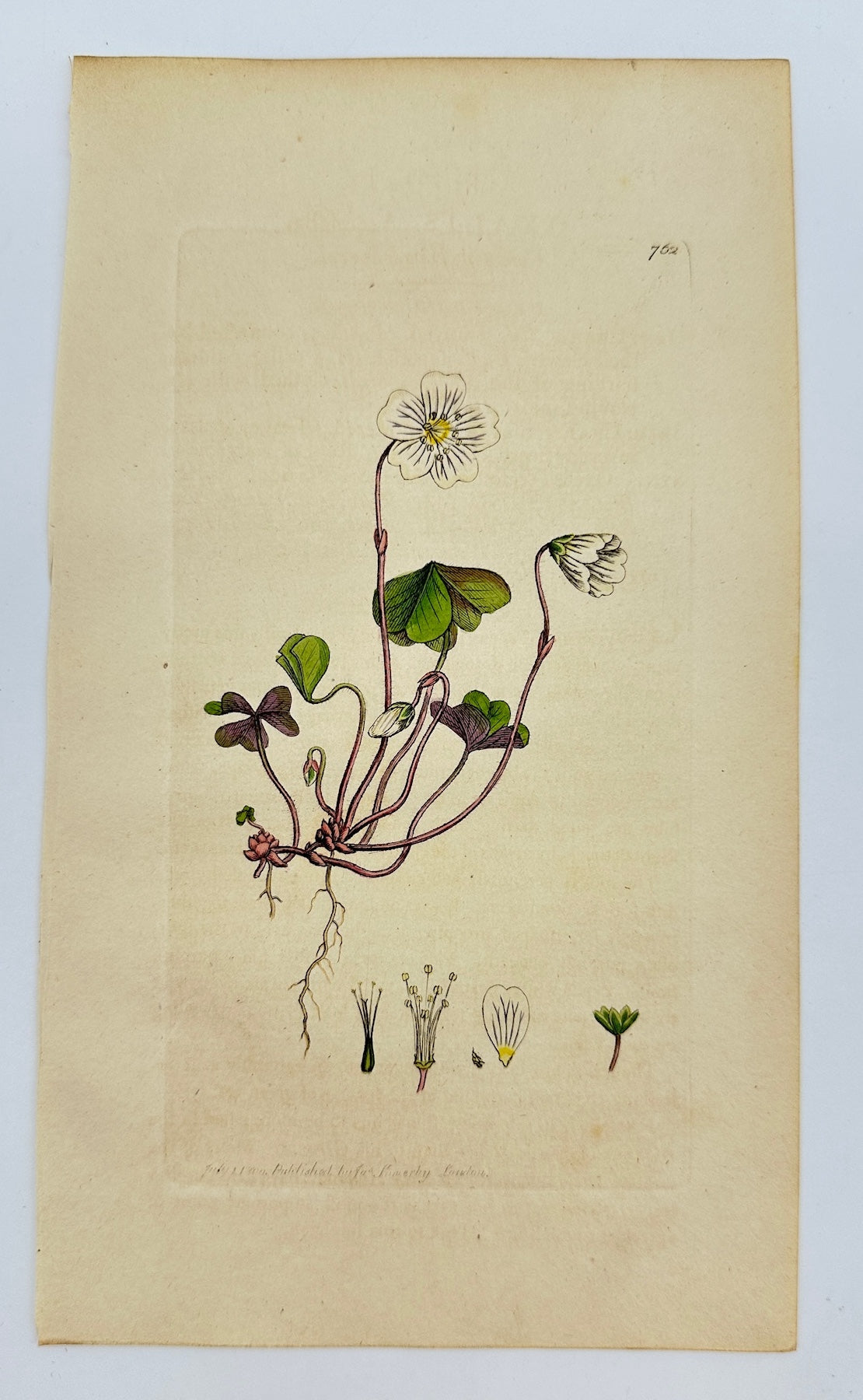Antique Botanical Print - James Sowerby - Oxalis Acetosella - Wood Sorrel - F1